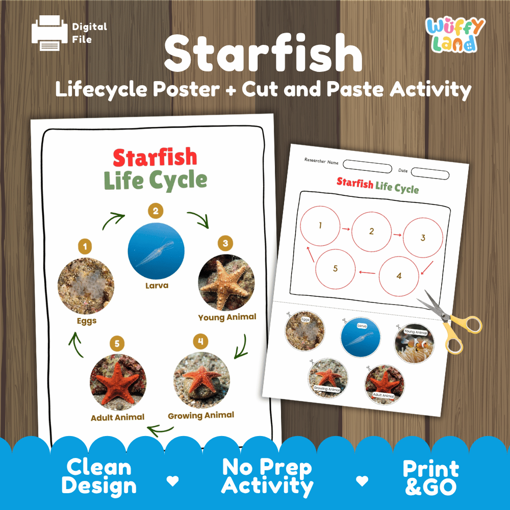 Starfish Life Cycle Poster and Cut and Paste Activity Worksheets