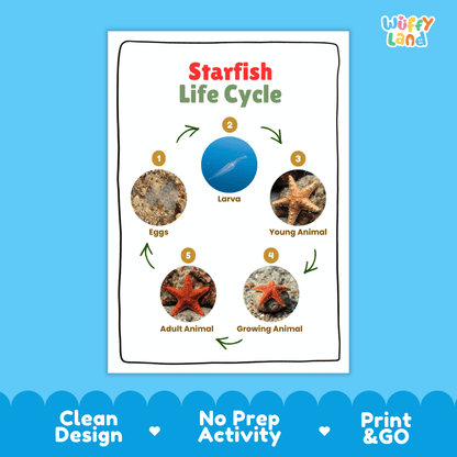 Starfish Life Cycle Poster and Cut and Paste Activity Worksheets