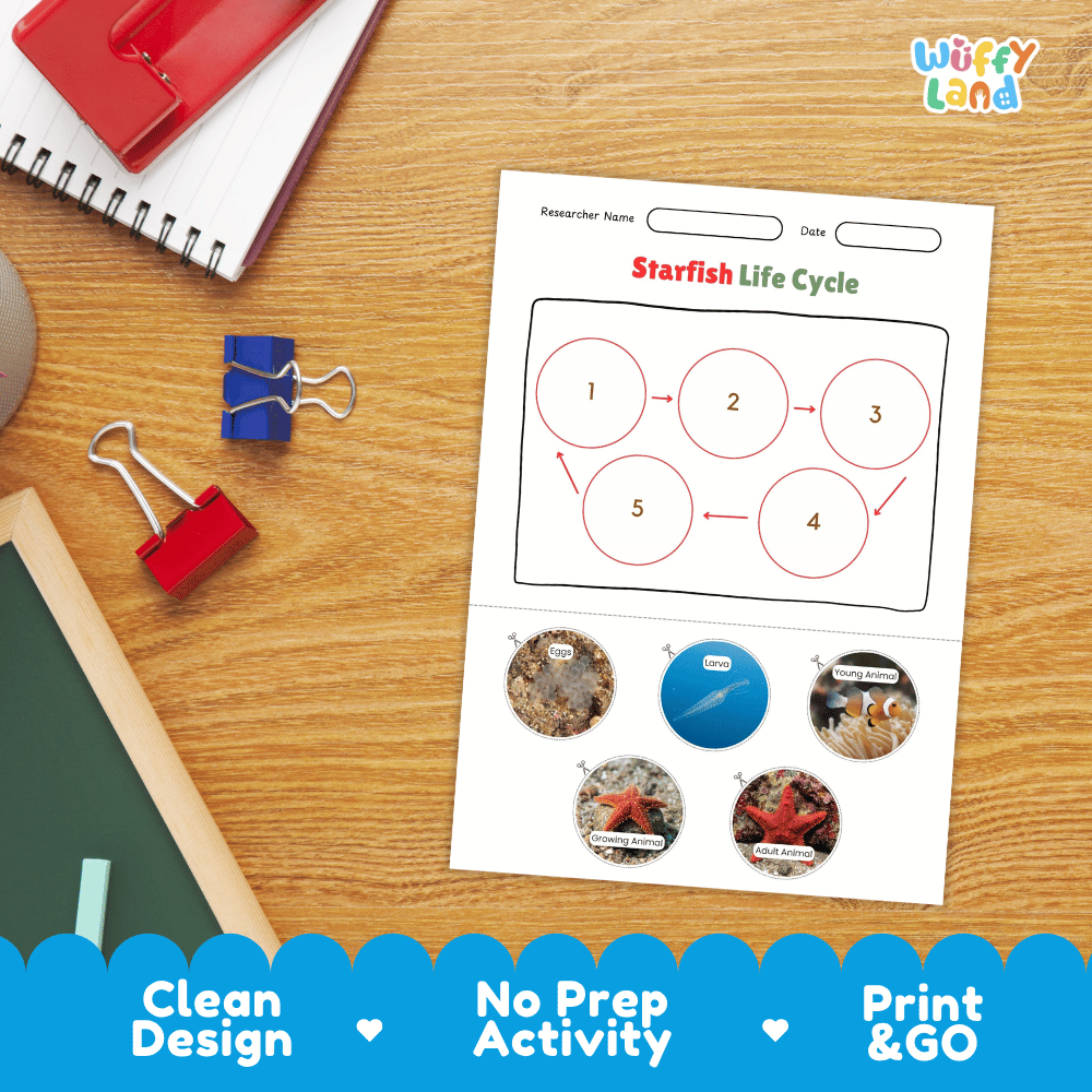 Starfish Life Cycle Poster and Cut and Paste Activity Worksheets