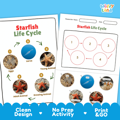Starfish Life Cycle Poster and Cut and Paste Activity Worksheets