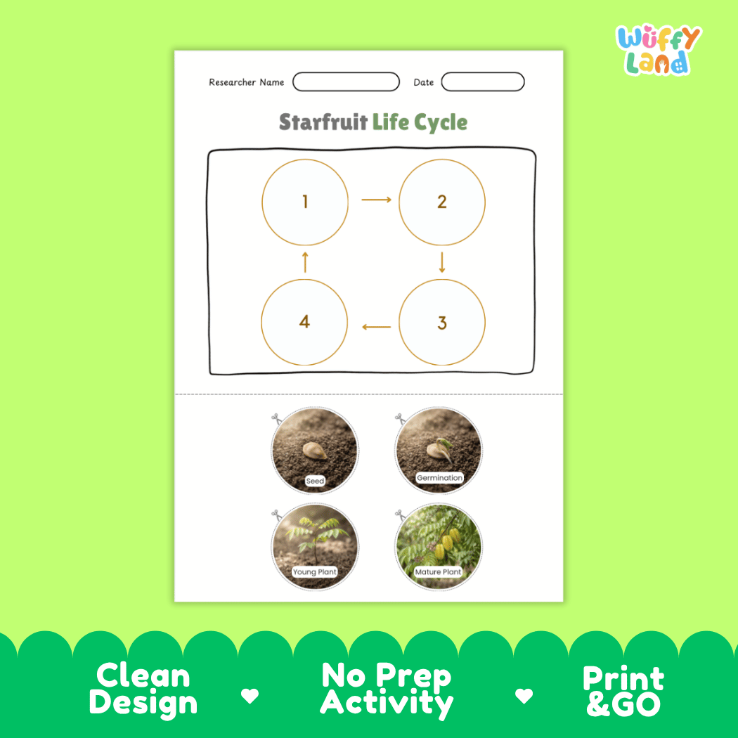 Educational reference chart poster showing the 4 stages of the starfruit life cycle from seed and germination to young seedling and mature fruit-bearing tree