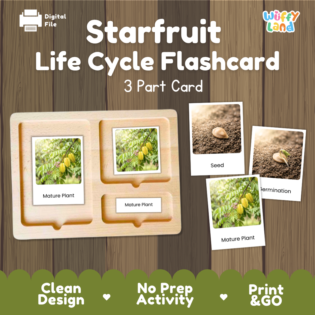 Starfruit Life Cycle Flashcard set by Wiffy Land, featuring a wooden 3-part card tray with photos of starfruit seed, germination, and mature plant stages, displayed on a wood-grain background.
