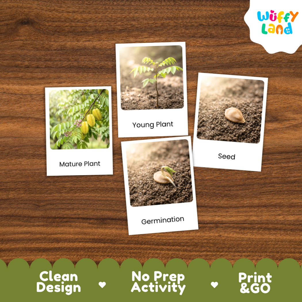 Three labeled photo cards showing a mature plant, a young plant, and a seed on soil, arranged on a wood surface. A green banner at the bottom reads 'Clean Design', 'No Prep Activity', and 'Print & GO', and the 'Wuffy Land' logo appears in the top right.