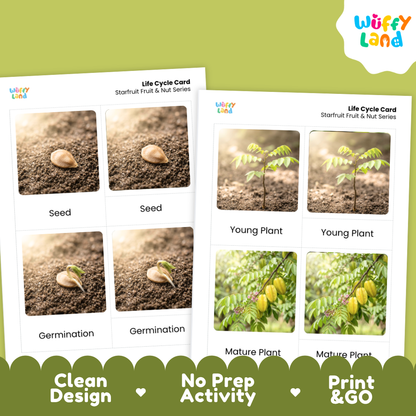 Two educational 'Life Cycle Card' printables for starfruit fruit and nut series displayed on a light olive green background. The cards show labeled photos of a seed, germination, young plant, and mature plant.