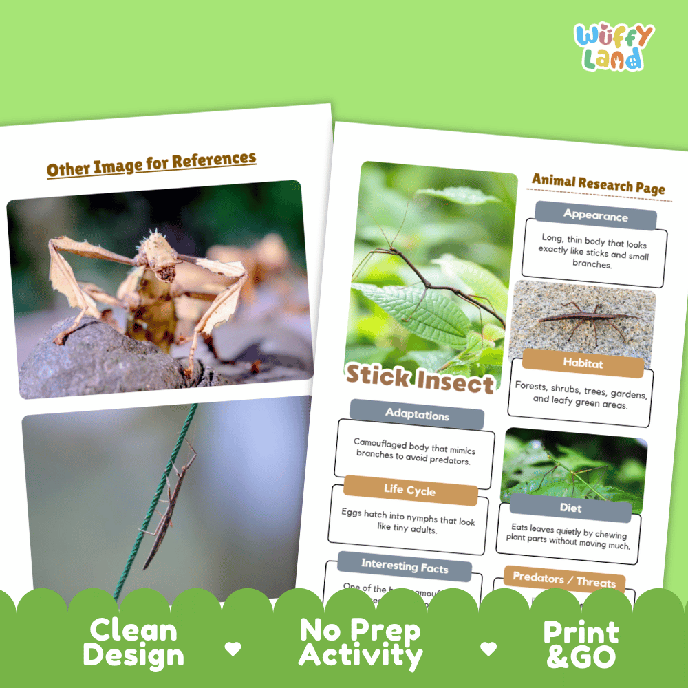Stick Insect Animal Research Worksheets and Informational Fact Sheets