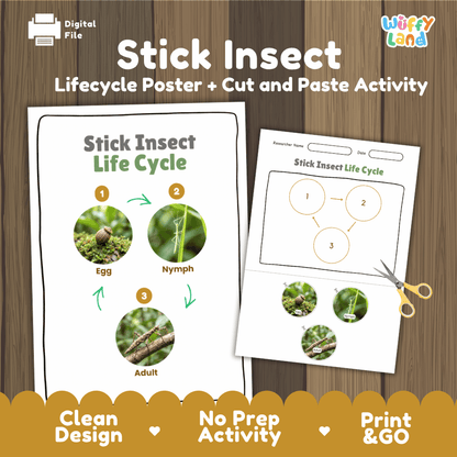 Stick Insect Life Cycle Poster and Cut and Paste Activity Worksheets