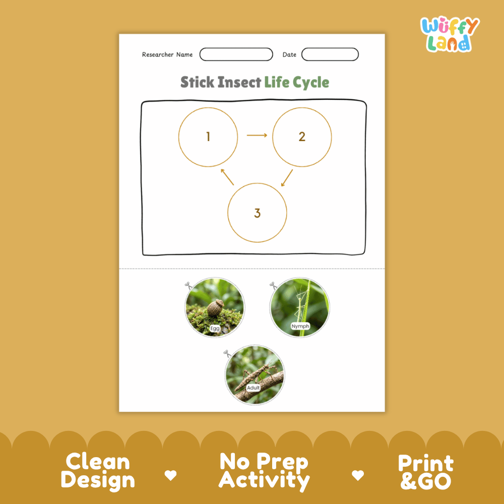 Stick Insect Life Cycle Poster and Cut and Paste Activity Worksheets
