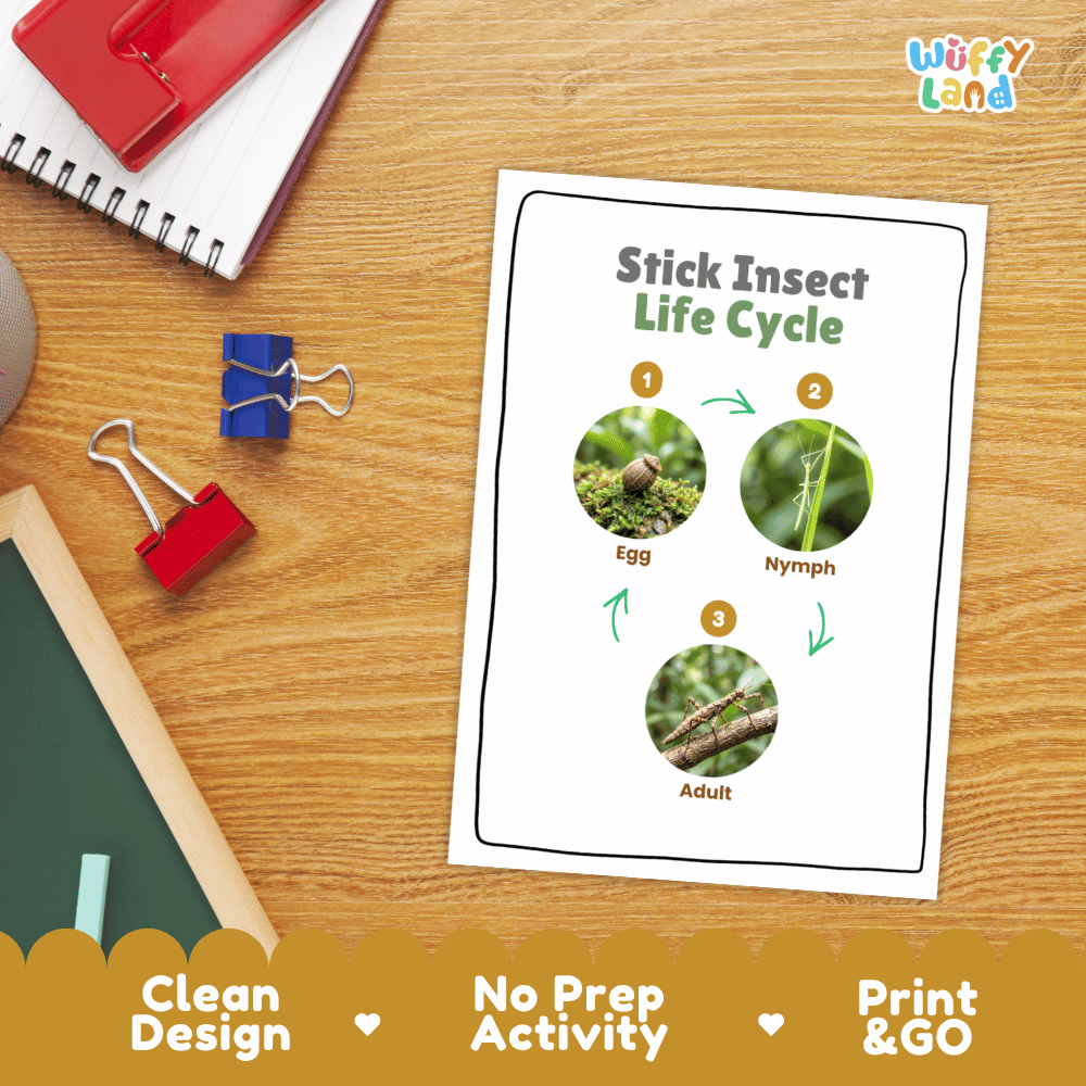 Stick Insect Life Cycle Poster and Cut and Paste Activity Worksheets