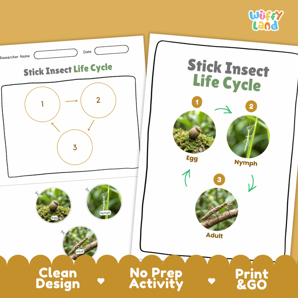 Stick Insect Life Cycle Poster and Cut and Paste Activity Worksheets