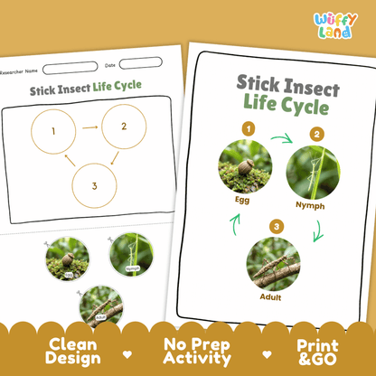 Stick Insect Life Cycle Poster and Cut and Paste Activity Worksheets
