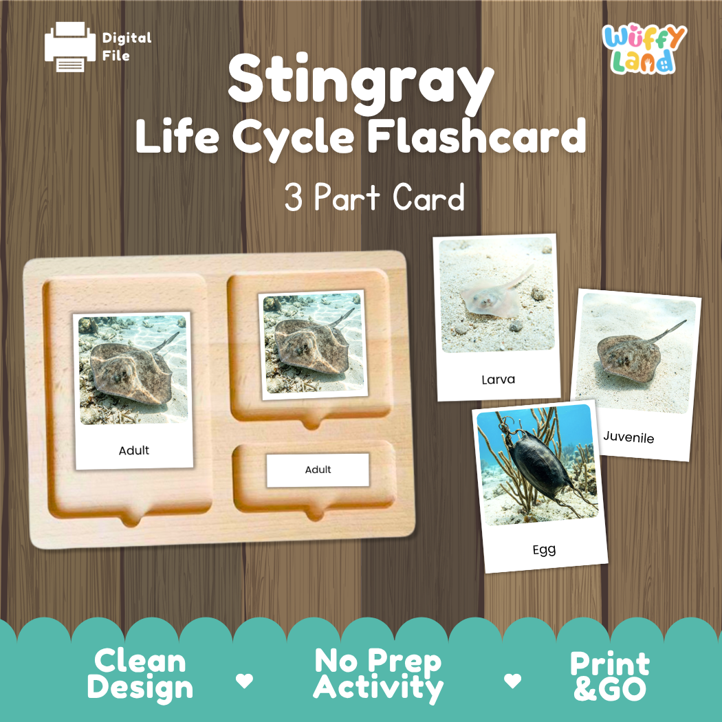 Stingray Life Cycle Flashcards 3 Part Cards Montessori Science Printable