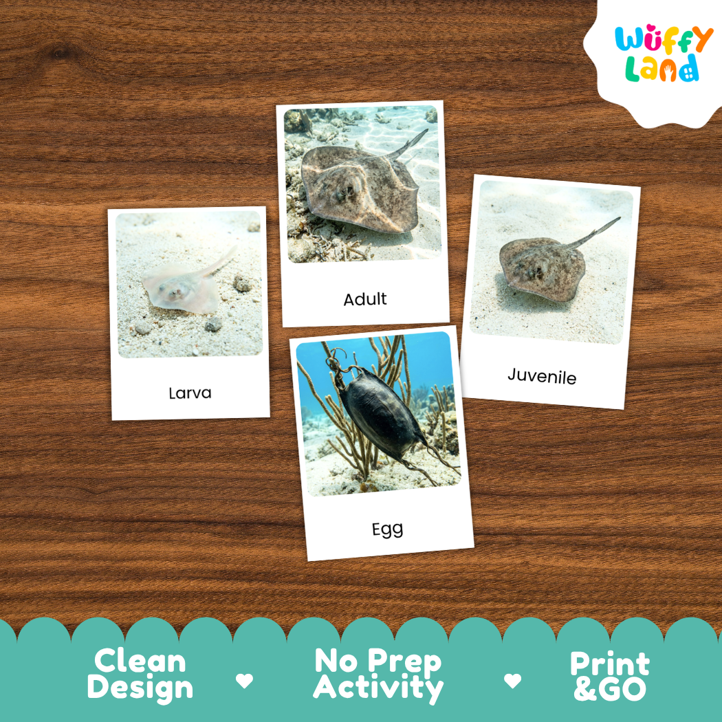 Stingray Life Cycle Flashcards 3 Part Cards Montessori Science Printable