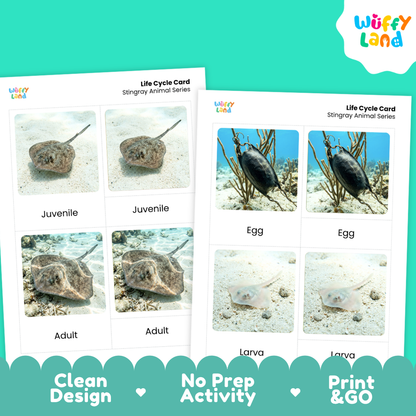 Stingray Life Cycle Flashcards 3 Part Cards Montessori Science Printable