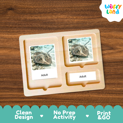 Stingray Life Cycle Flashcards 3 Part Cards Montessori Science Printable