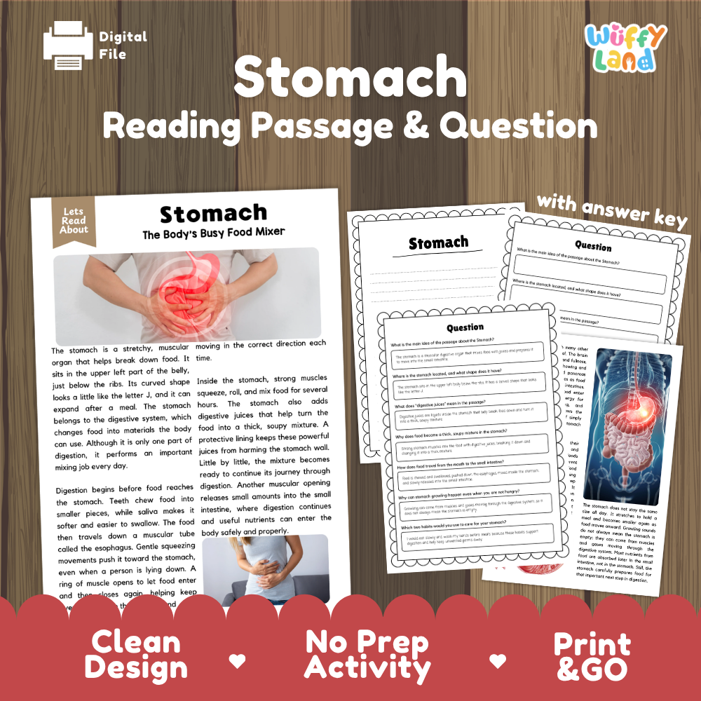 Stomach reading comprehension passage and questions printable activity pack with answer key for elementary students