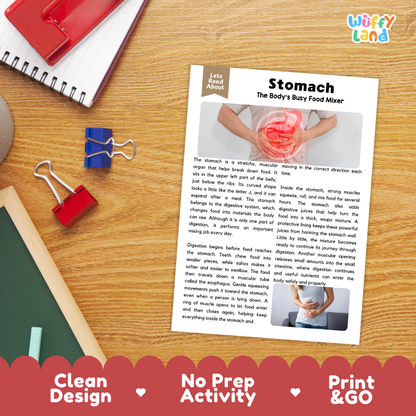 Student reading comprehension worksheet with short-answer questions and lined sections about the human stomach