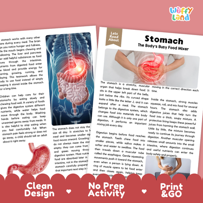 Teacher answer key page showing complete question solutions for Stomach human body reading comprehension practice