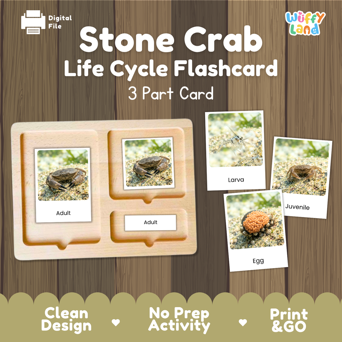 A digital product preview of a 'Stone Crab Life Cycle Flashcard' set by Wiffy Land, showing a wooden 3-part card tray with labels for Adult, Larva, and Egg, displayed on a wood panel background.