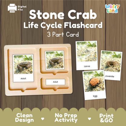 A digital product preview of a 'Stone Crab Life Cycle Flashcard' set by Wiffy Land, showing a wooden 3-part card tray with labels for Adult, Larva, and Egg, displayed on a wood panel background.