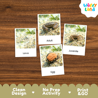 Four frog-themed activity cards labeled Larva, Adult, Juvenile, and Egg are arranged on a brown wood surface. The cards show small frog photographs with labels underneath.