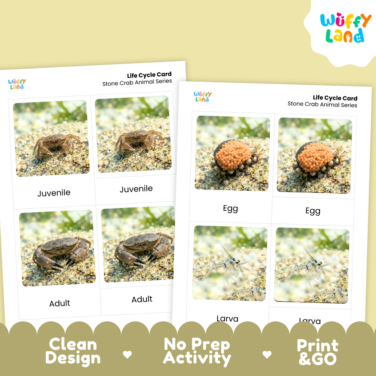 Two printed life cycle cards for stone crabs shown on a pale yellow background. The cards show labeled photos of crab stages: juvenile, adult, egg, and larva.
