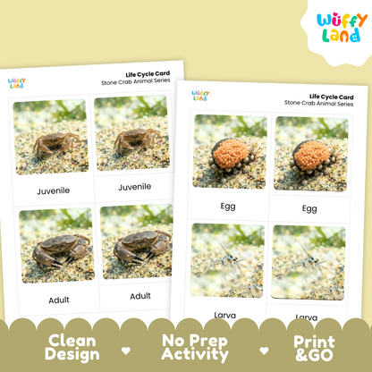 Two printed life cycle cards for stone crabs shown on a pale yellow background. The cards show labeled photos of crab stages: juvenile, adult, egg, and larva.