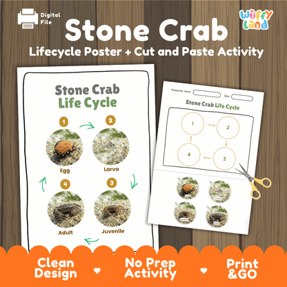 Stone Crab Life Cycle Poster and Cut and Paste Activity Worksheets