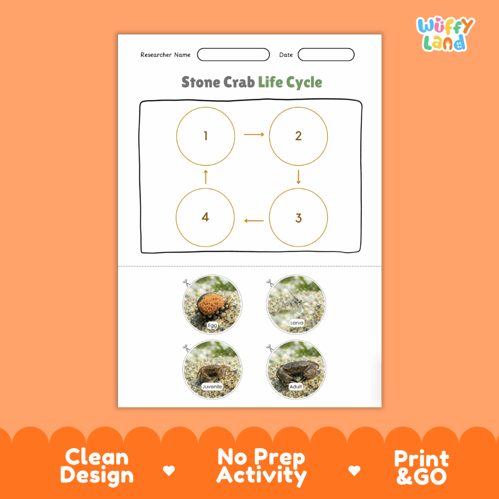 Stone Crab Life Cycle Poster and Cut and Paste Activity Worksheets