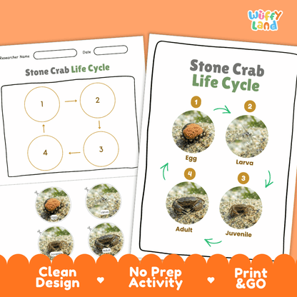 Stone Crab Life Cycle Poster and Cut and Paste Activity Worksheets