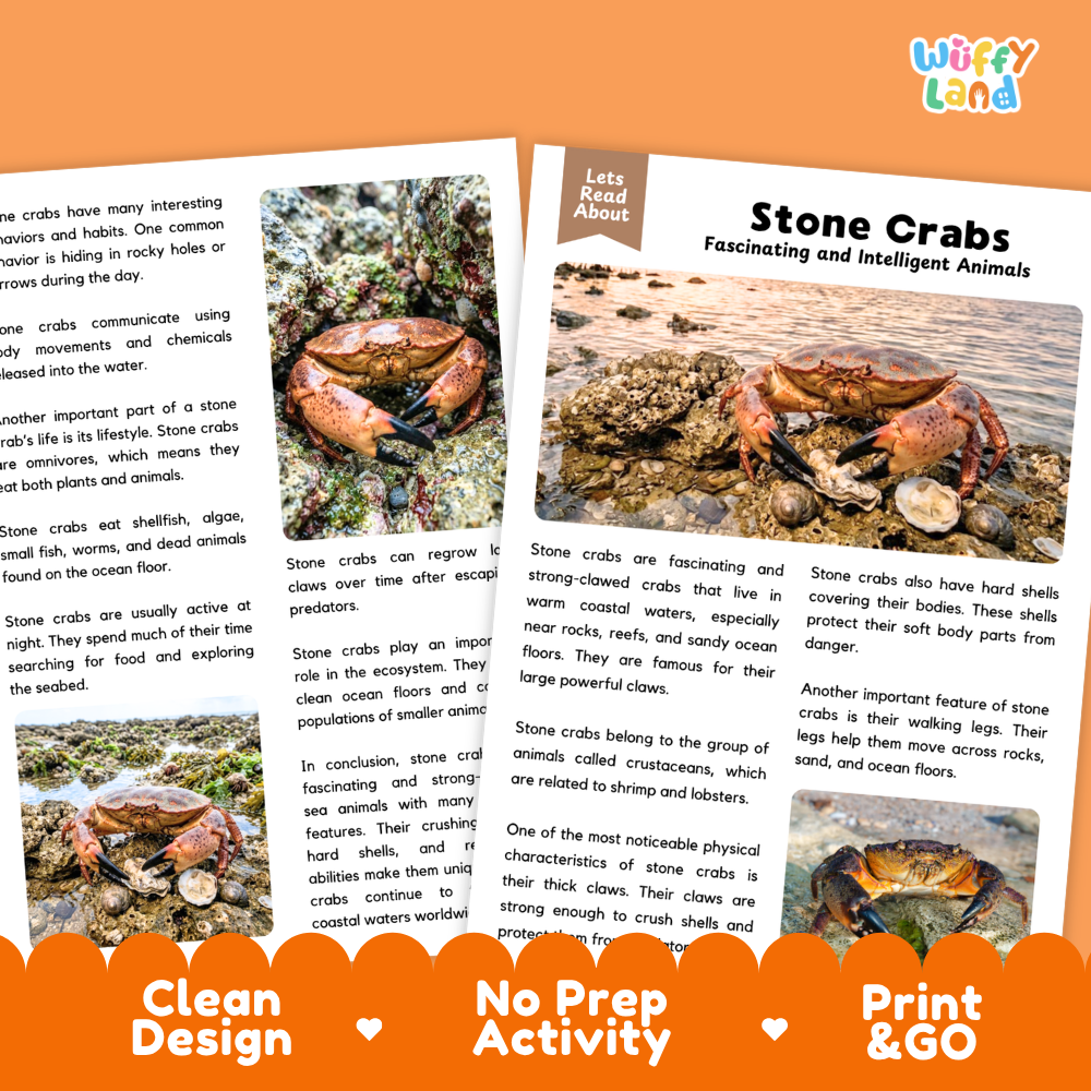 An educational activity sheet titled 'Stone Crabs Fascinating and Intelligent Animals' from the brand 'Wiffly Land'. The page features a 'Let's Read About' header, a main text section, and a photo of stone crabs on a beach.