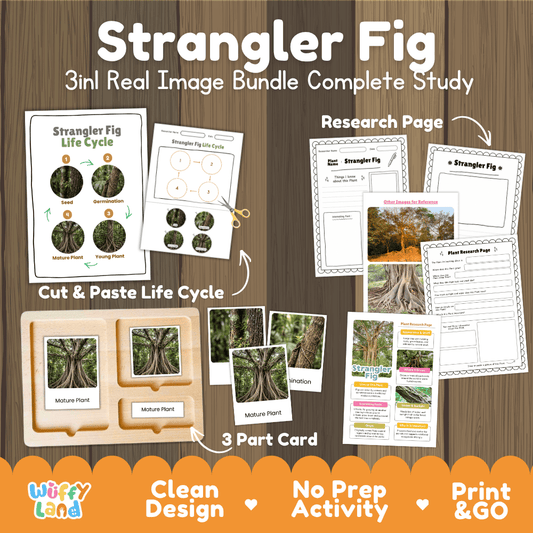 Strangler fig tree 3in1 real image bundle complete study printable featuring life cycle cut and paste worksheets, Montessori 3-part cards, and research pages