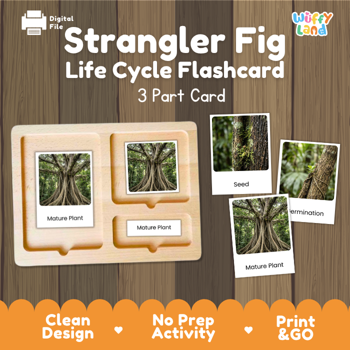 Strangler Fig Life Cycle Flashcards | 3 Part Cards Montessori Science Activity