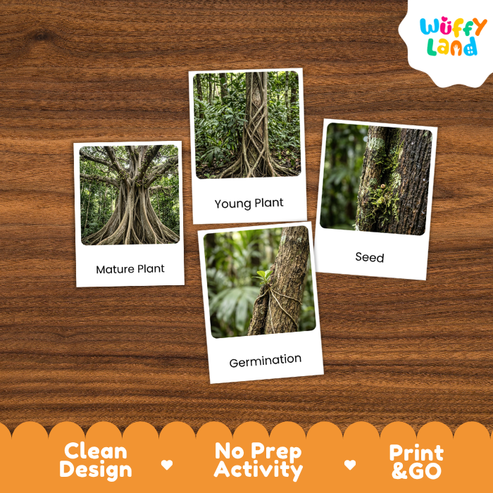 Strangler Fig Life Cycle Flashcards | 3 Part Cards Montessori Science Activity