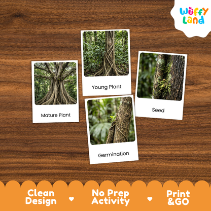 Strangler Fig Life Cycle Flashcards | 3 Part Cards Montessori Science Activity