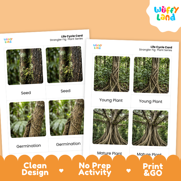 Strangler Fig Life Cycle Flashcards | 3 Part Cards Montessori Science Activity