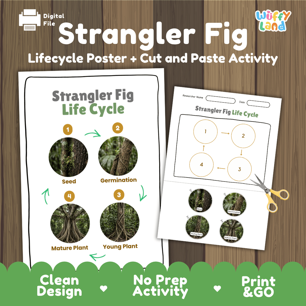 Strangler Fig Life Cycle Poster and Cut and Paste Activity Worksheet