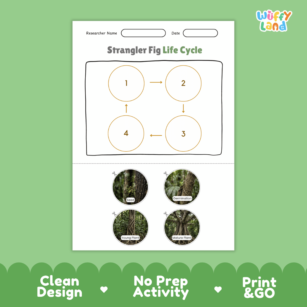 Strangler Fig Life Cycle Poster and Cut and Paste Activity Worksheet