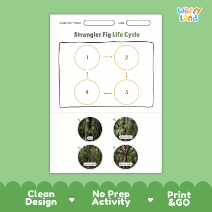 Strangler Fig Life Cycle Poster and Cut and Paste Activity Worksheet