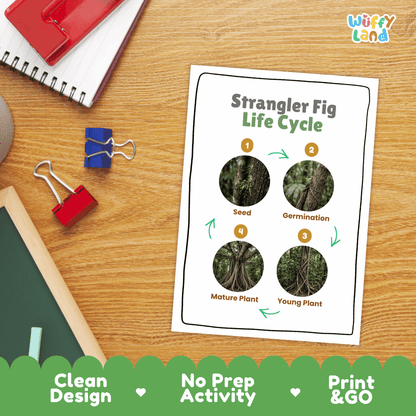 Strangler Fig Life Cycle Poster and Cut and Paste Activity Worksheet