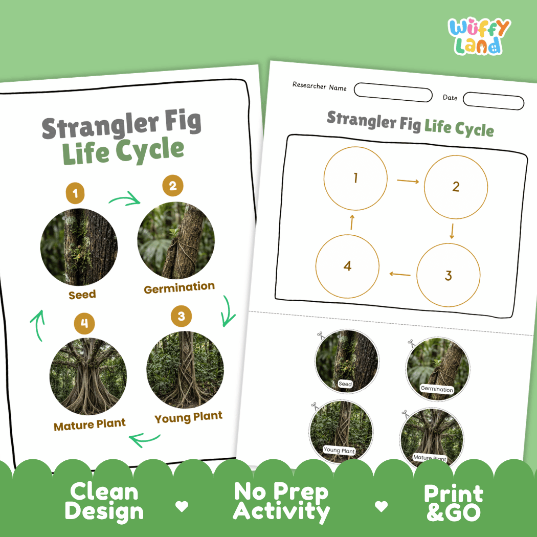 Strangler Fig Life Cycle Poster and Cut and Paste Activity Worksheet