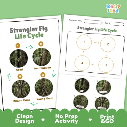 Strangler Fig Life Cycle Poster and Cut and Paste Activity Worksheet
