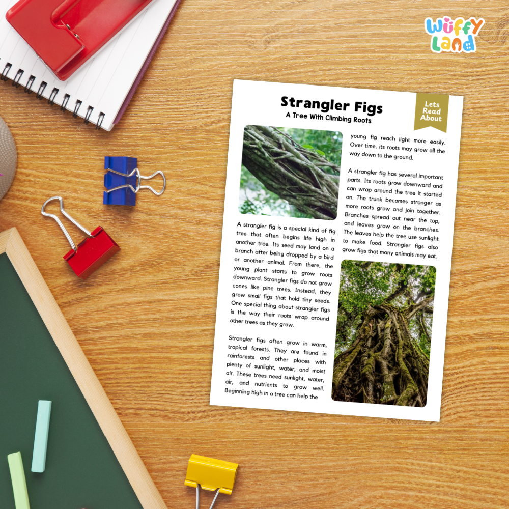 Strangler Fig Plant Reading Passages Worksheets and Comprehension Activity