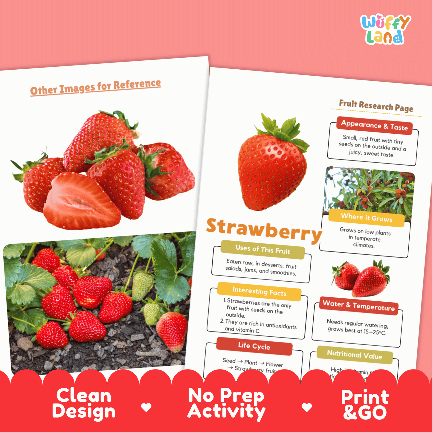 Strawberry Fruit Research Activity Worksheet Science Healthy Eating Life Cycle