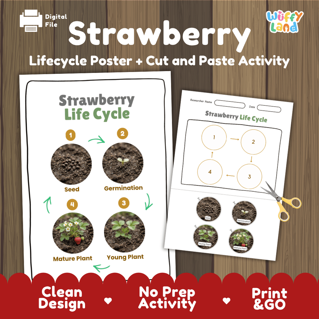 Strawberry Life Cycle Poster and Cut and Paste Worksheet Activity