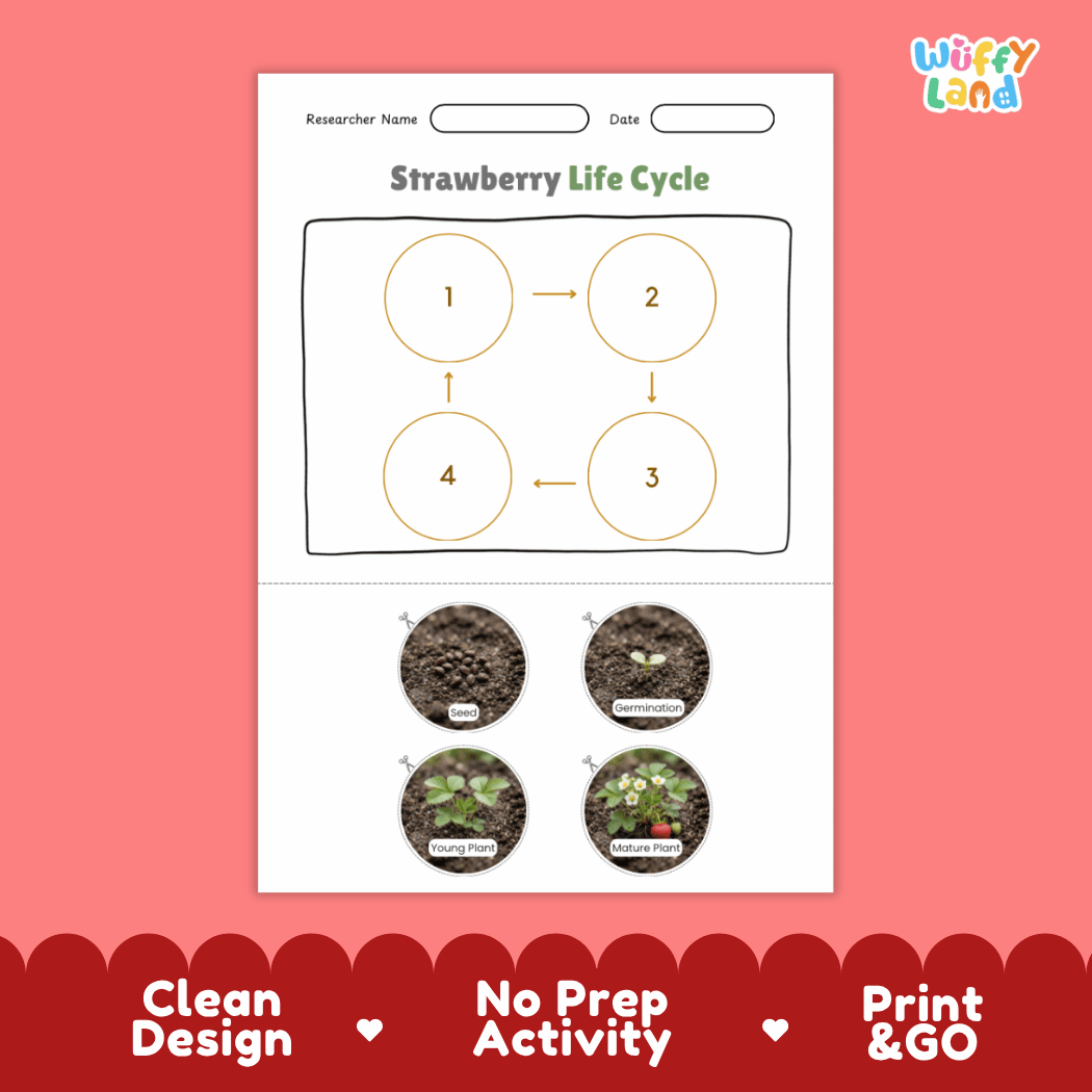 Strawberry Life Cycle Poster and Cut and Paste Worksheet Activity