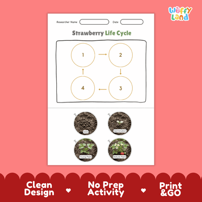 Strawberry Life Cycle Poster and Cut and Paste Worksheet Activity