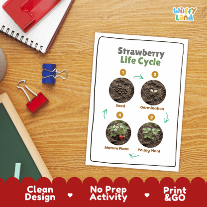 Strawberry Life Cycle Poster and Cut and Paste Worksheet Activity