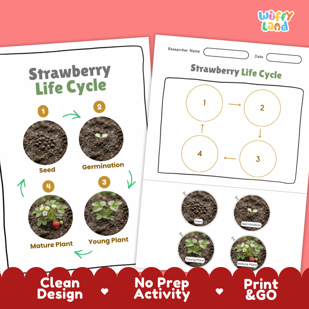 Strawberry Life Cycle Poster and Cut and Paste Worksheet Activity