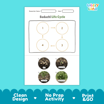 Educational reference poster illustrating the 4 stages of the sudachi life cycle from seed and germination to young plant and mature bush