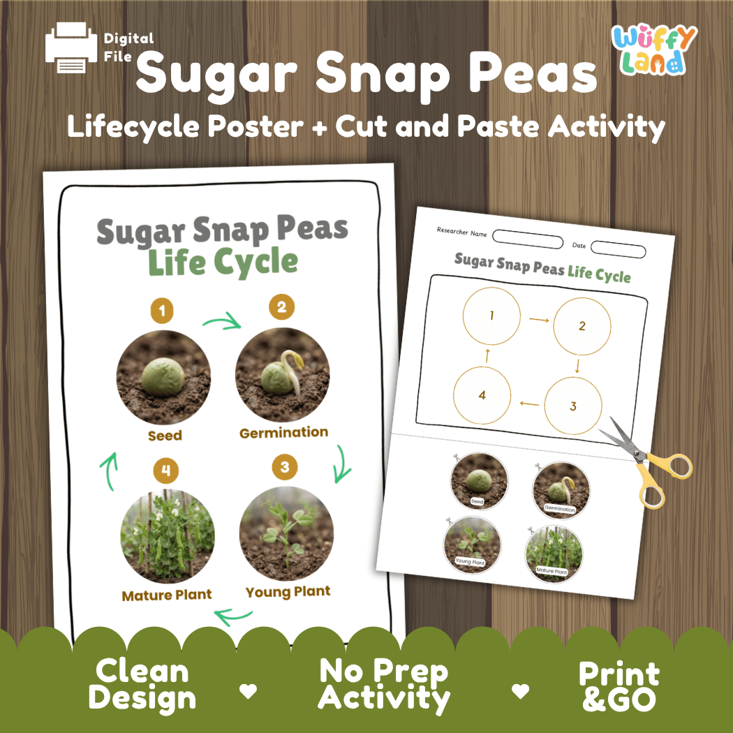 Sugar snap peas plant life cycle educational printable pack cover showing visual reference poster and cut and paste sequencing worksheet with real photography